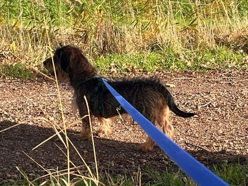 Dodo1 sucht Dackel Liebhaber