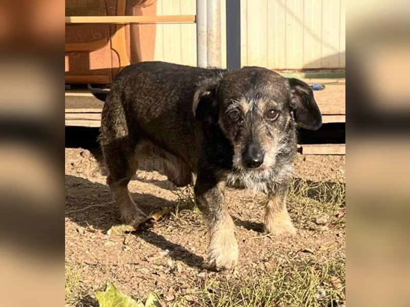 Tacsi hat sein Besitzer verloren