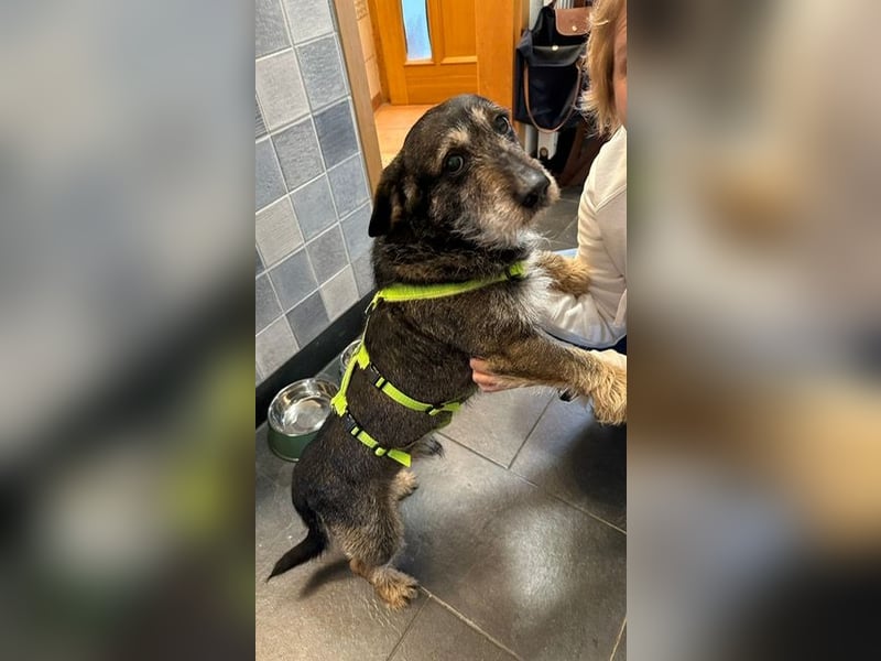 Tacsi hat sein Besitzer verloren