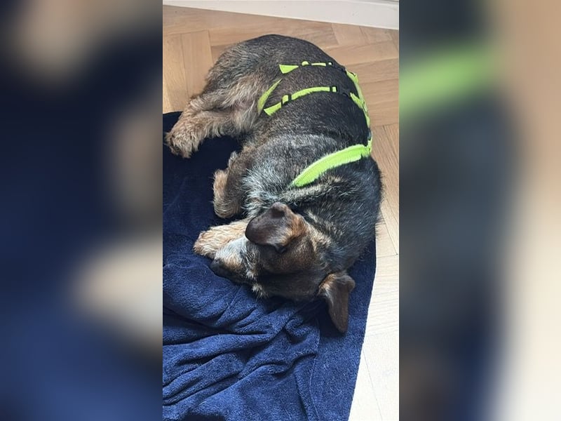 Tacsi hat sein Besitzer verloren