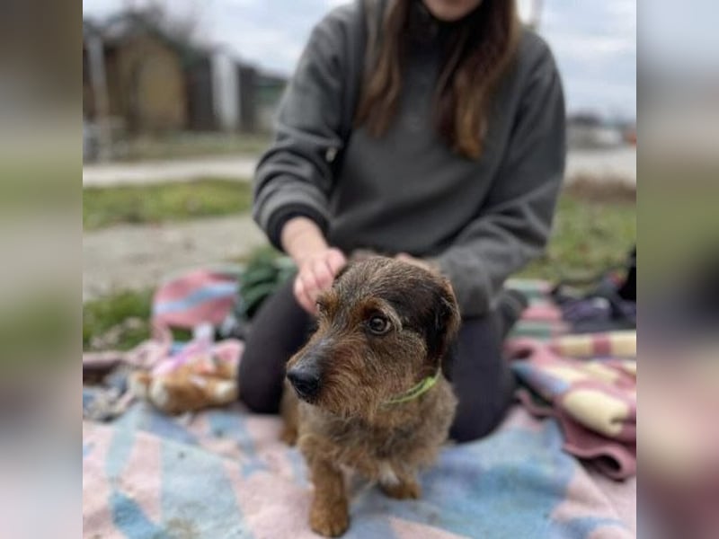 Dodo sucht Dackel Liebhaber