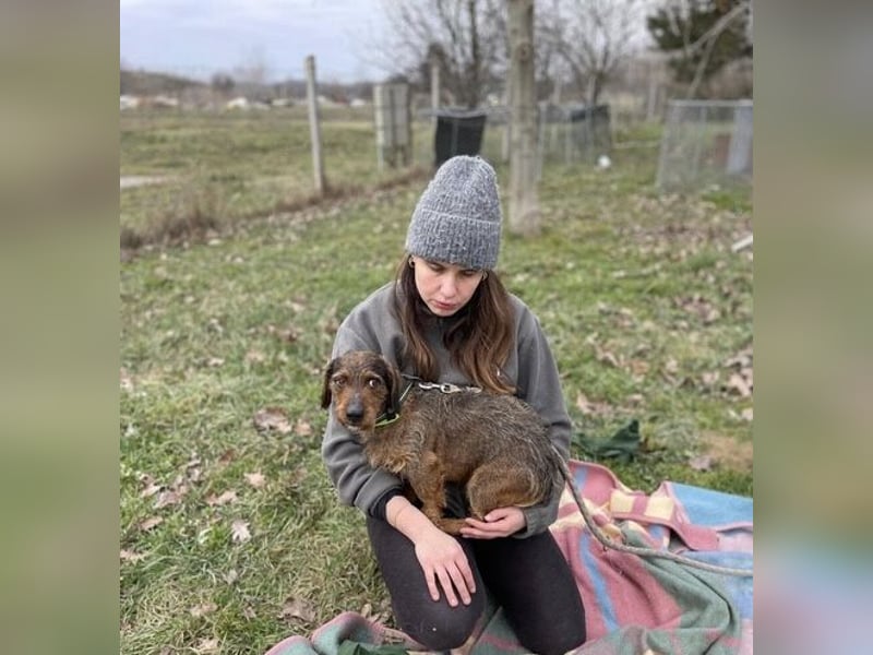 Dodo sucht Dackel Liebhaber