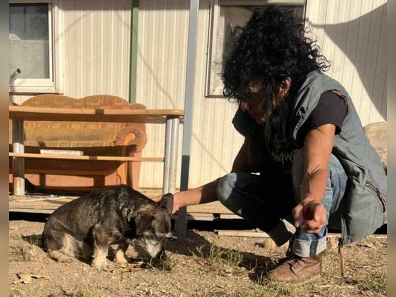 Tacsi hat sein Besitzer verloren