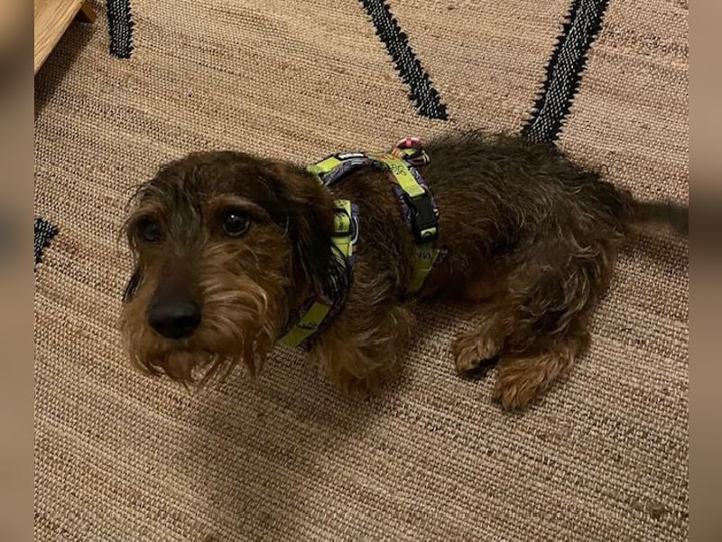 Dodo1 sucht Dackel Liebhaber