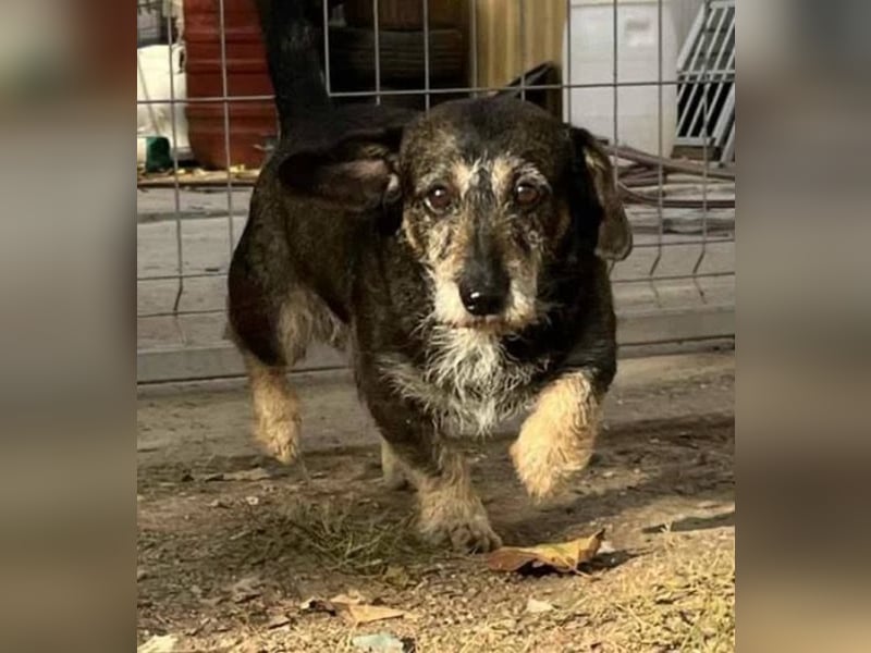 Tacsi hat sein Besitzer verloren