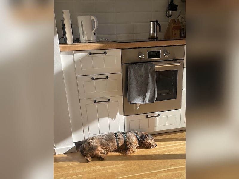 Dodo1 sucht Dackel Liebhaber