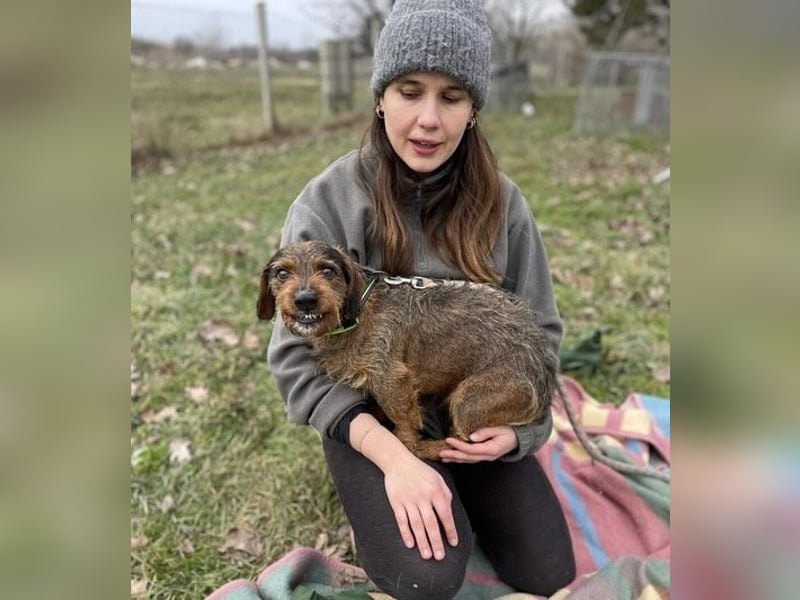 Dodo sucht Dackel Liebhaber