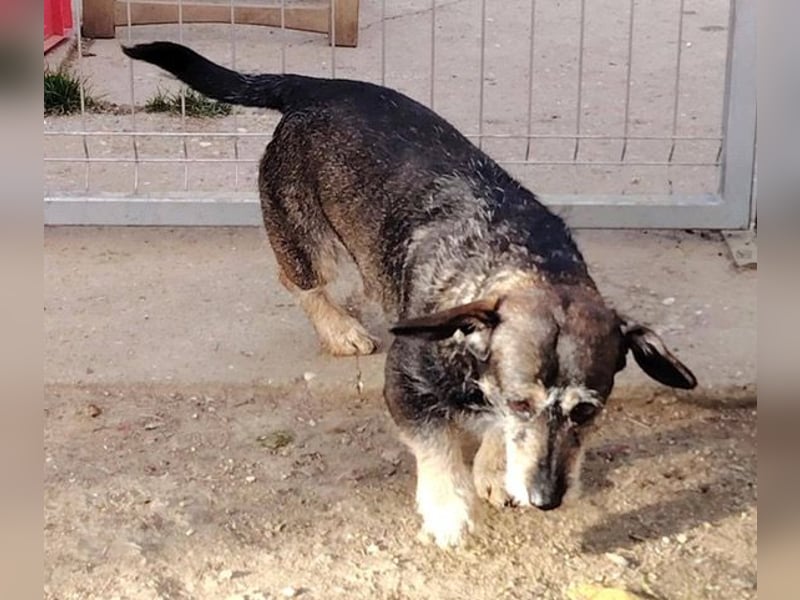 Tacsi hat sein Besitzer verloren