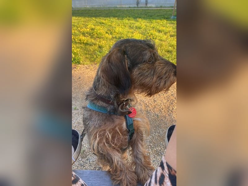 Dodo1 sucht Dackel Liebhaber