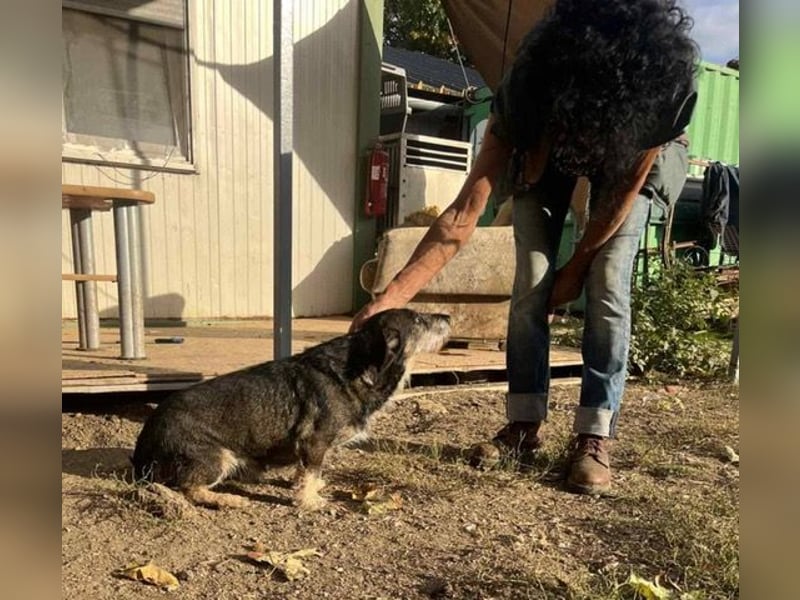 Tacsi hat sein Besitzer verloren