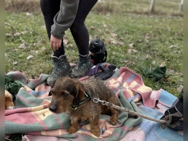 Dodo sucht Dackel Liebhaber