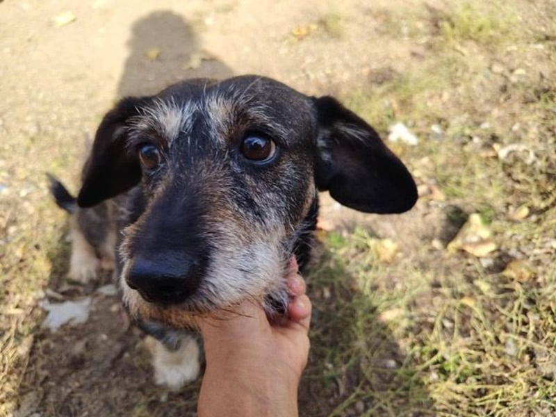 Tacsi hat sein Besitzer verloren