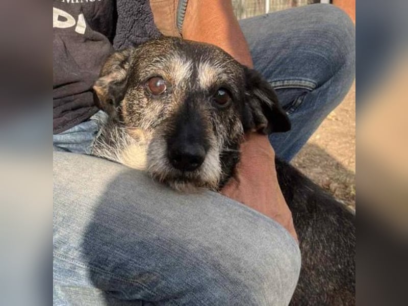 Tacsi hat sein Besitzer verloren