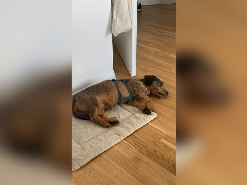 Dodo1 sucht Dackel Liebhaber