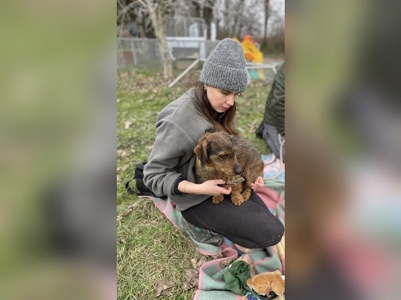 Dodo sucht Dackel Liebhaber