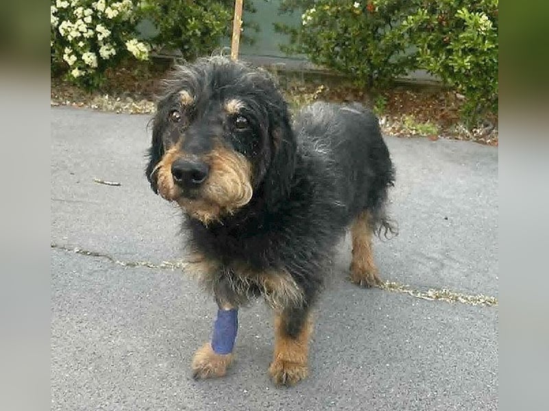 trauriger kleiner BASTI - 12 Jahre, 36cm/14kg - Rauhaardackel-Mix