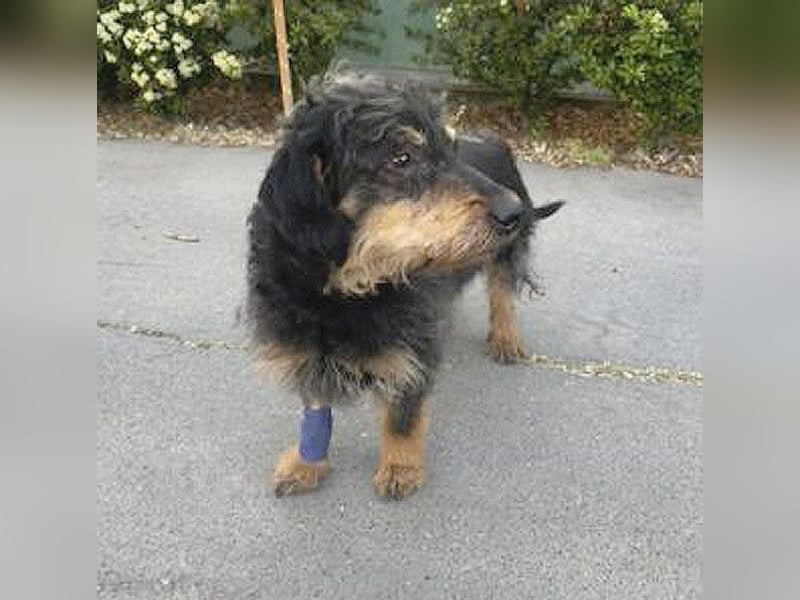 trauriger kleiner BASTI - 12 Jahre, 36cm/14kg - Rauhaardackel-Mix
