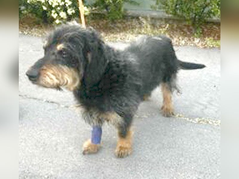 trauriger kleiner BASTI - 12 Jahre, 36cm/14kg - Rauhaardackel-Mix