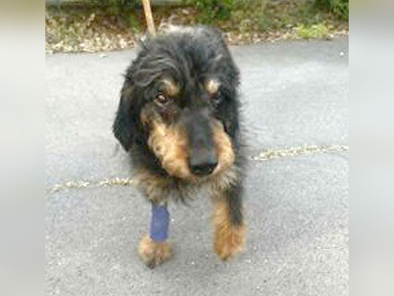 trauriger kleiner BASTI - 12 Jahre, 36cm/14kg - Rauhaardackel-Mix