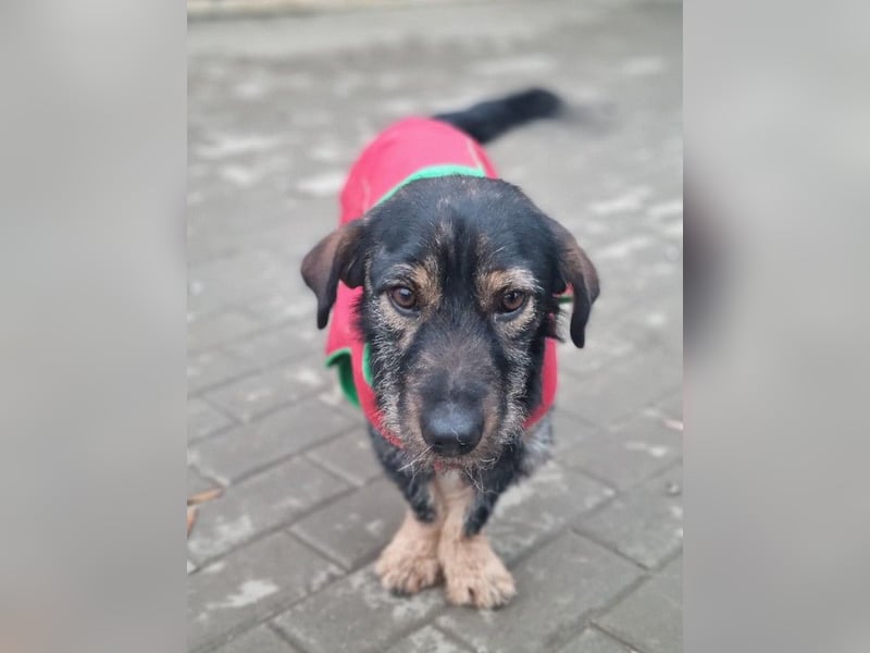 Rauhaardackel-Mix Moses sucht ein gemütliches Körbchen