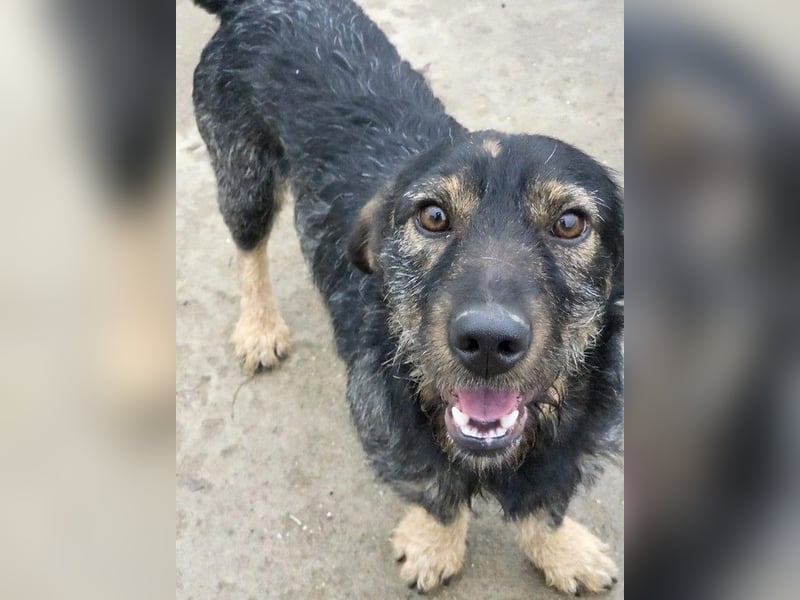 Rauhaardackel-Mix Moses sucht ein gemütliches Körbchen