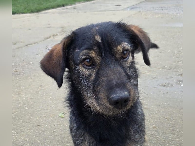 Rauhaardackel-Mix Moses sucht ein gemütliches Körbchen