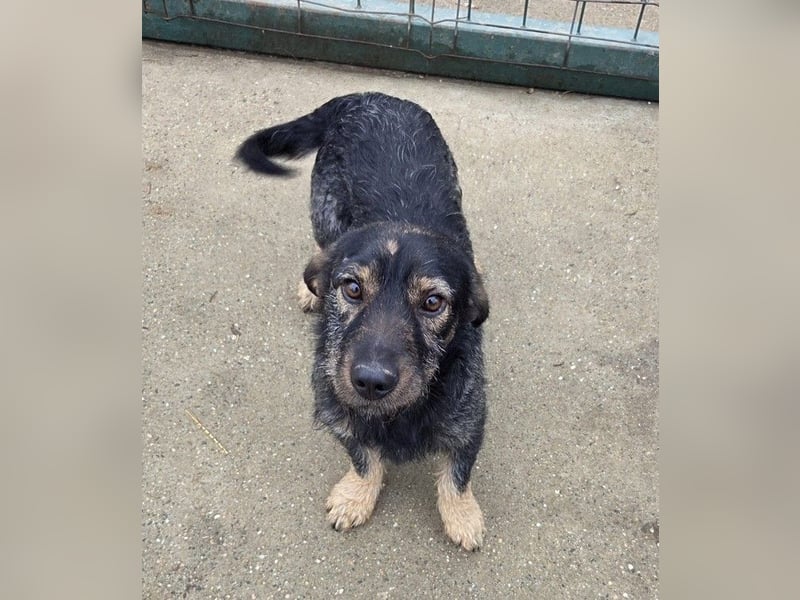 Rauhaardackel-Mix Moses sucht ein gemütliches Körbchen