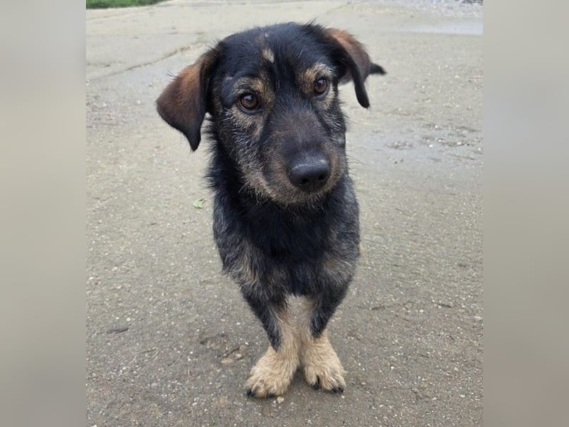 Rauhaardackel-Mix Moses sucht ein gemütliches Körbchen