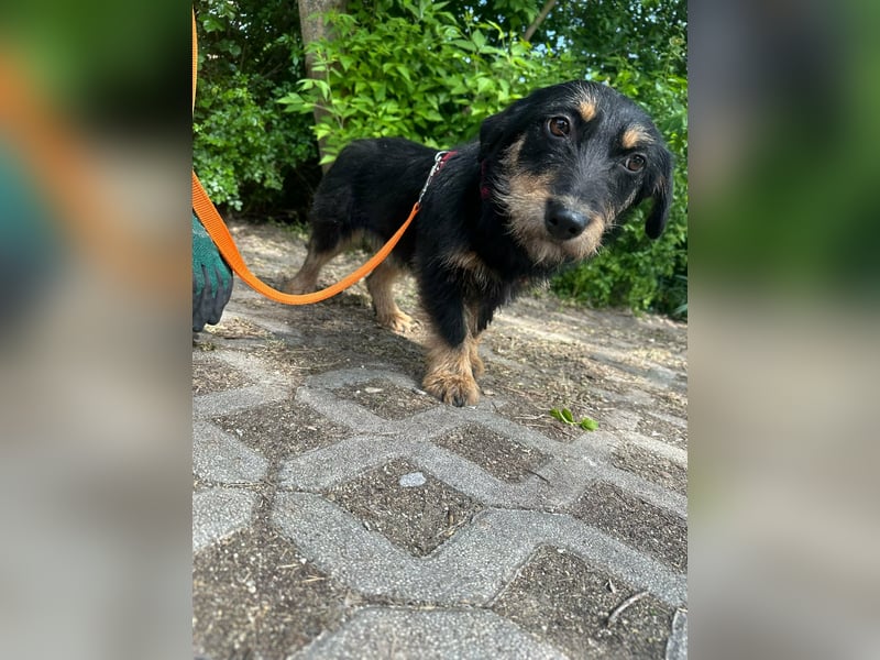 Dolina, geboren 01.10.2025, 32cm sucht ihr Zuhause