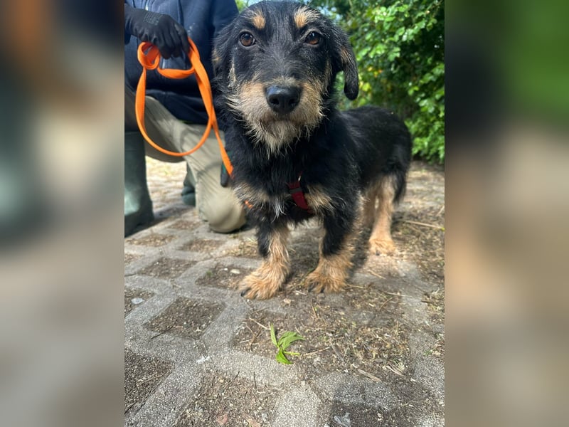 Dolina, geboren 01.10.2025, 32cm sucht ihr Zuhause