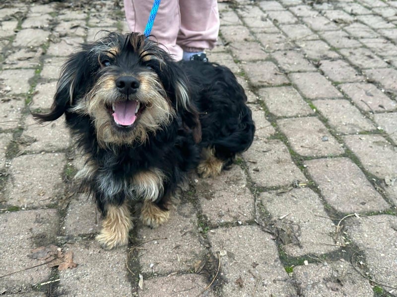 Hunter, geboren 12.06.2023, 30cm sucht seine Menschen