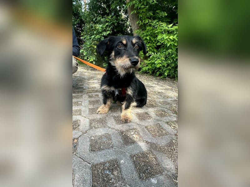 Dolina, geboren 01.10.2025, 32cm sucht ihr Zuhause