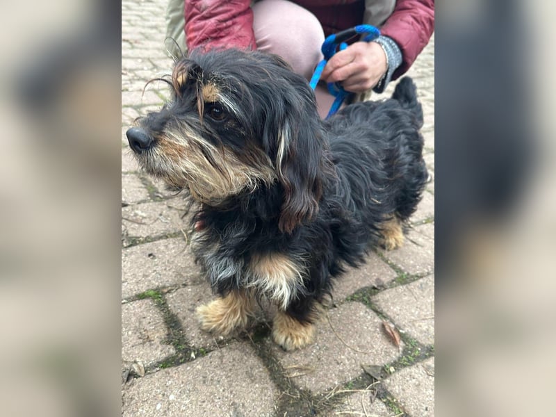 Hunter, geboren 12.06.2023, 30cm sucht seine Menschen