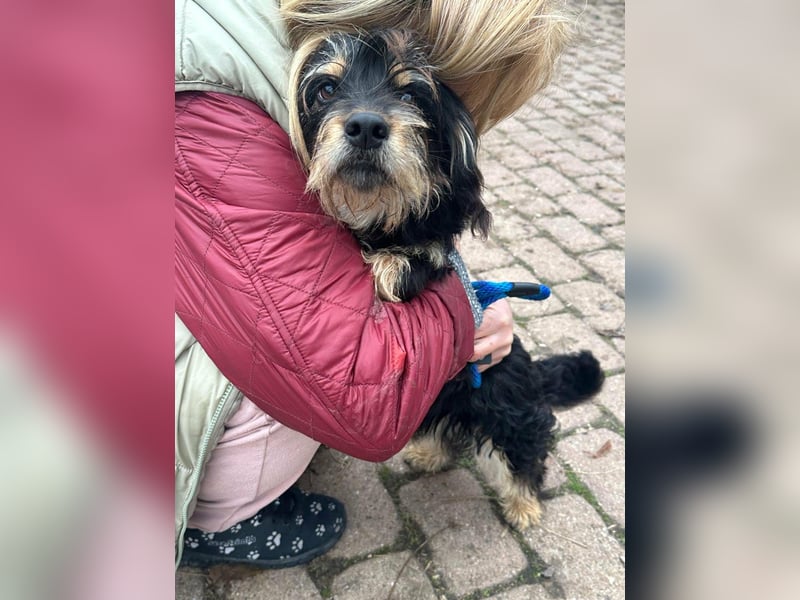 Hunter, geboren 12.06.2023, 30cm sucht seine Menschen