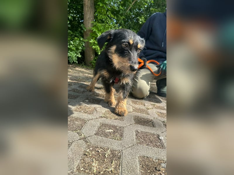 Dolina, geboren 01.10.2025, 32cm sucht ihr Zuhause