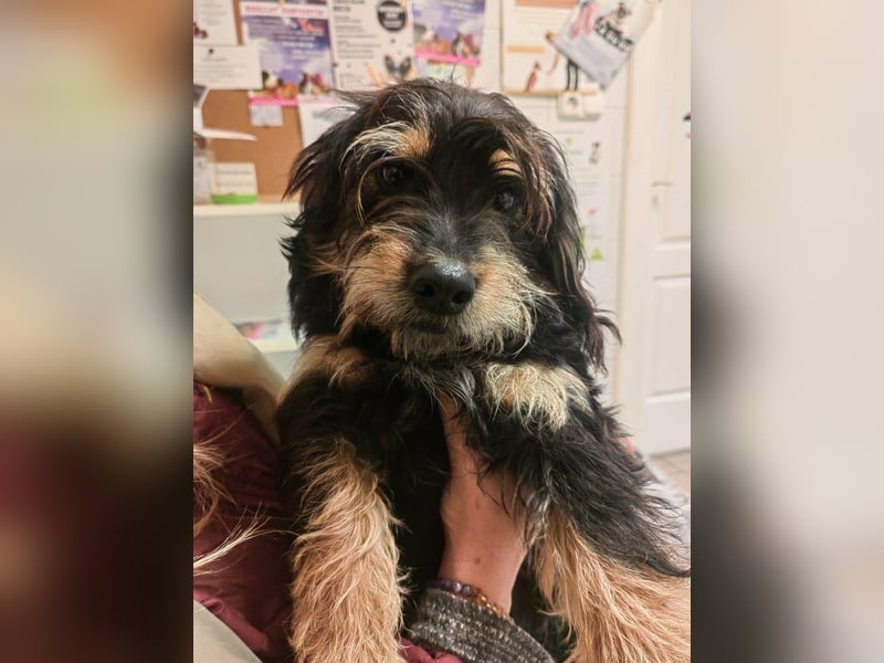 Hunter, geboren 12.06.2023, 30cm sucht seine Menschen