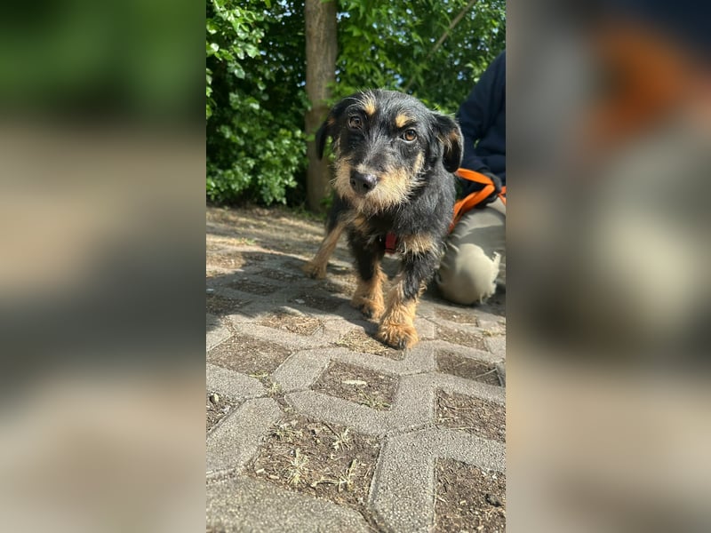 Dolina, geboren 01.10.2025, 32cm sucht ihr Zuhause