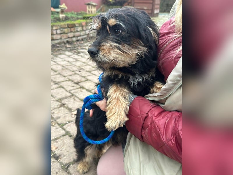 Hunter, geboren 12.06.2023, 30cm sucht seine Menschen