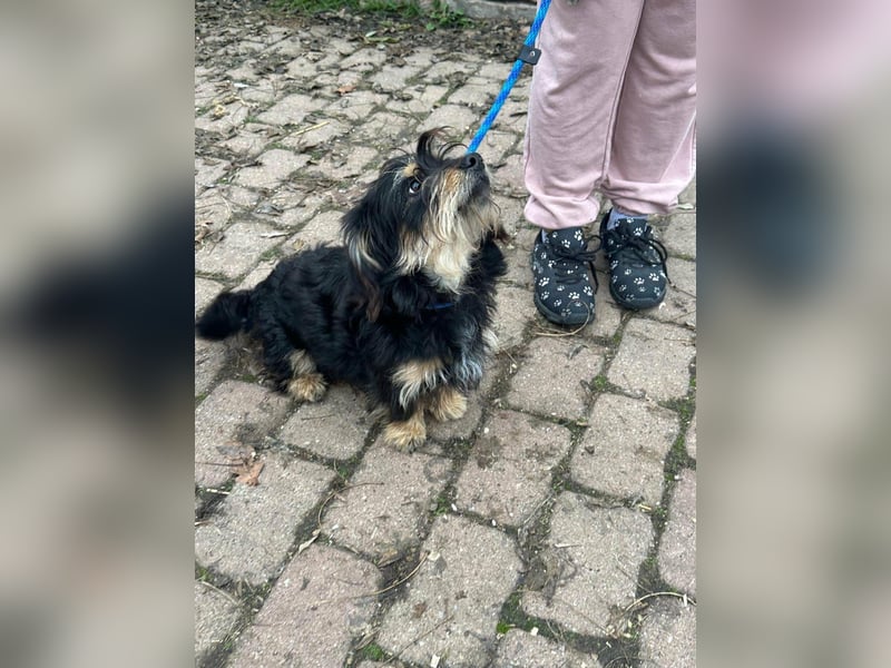 Hunter, geboren 12.06.2023, 30cm sucht seine Menschen