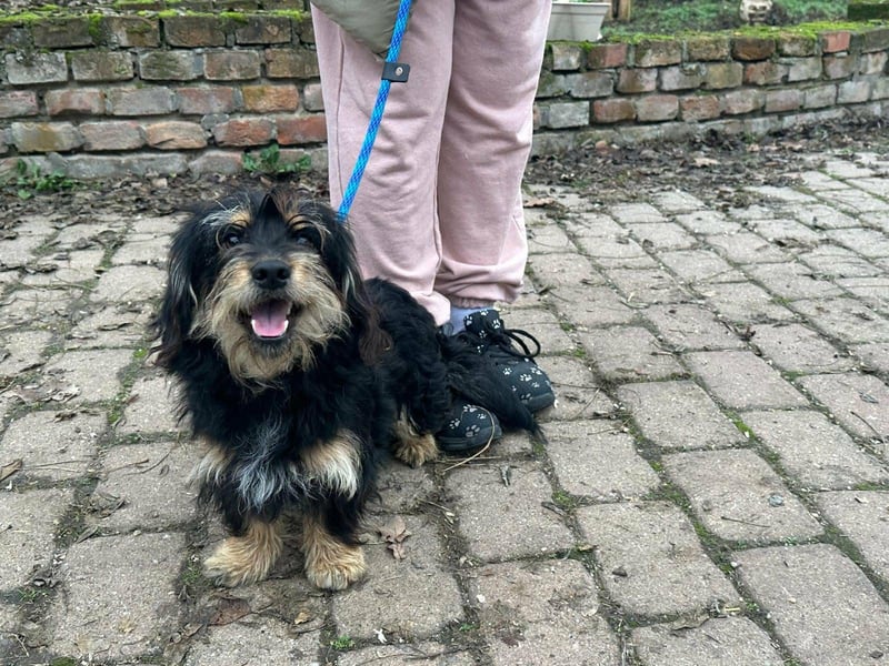 Hunter, geboren 12.06.2023, 30cm sucht seine Menschen