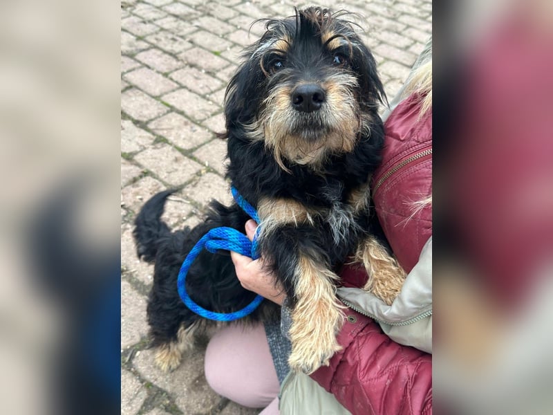 Hunter, geboren 12.06.2023, 30cm sucht seine Menschen