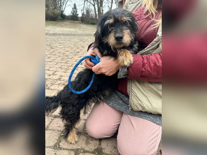 Hunter, geboren 12.06.2023, 30cm sucht seine Menschen