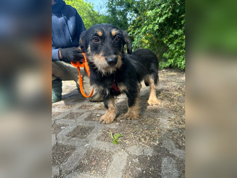 Dolina, geboren 01.10.2025, 32cm sucht ihr Zuhause