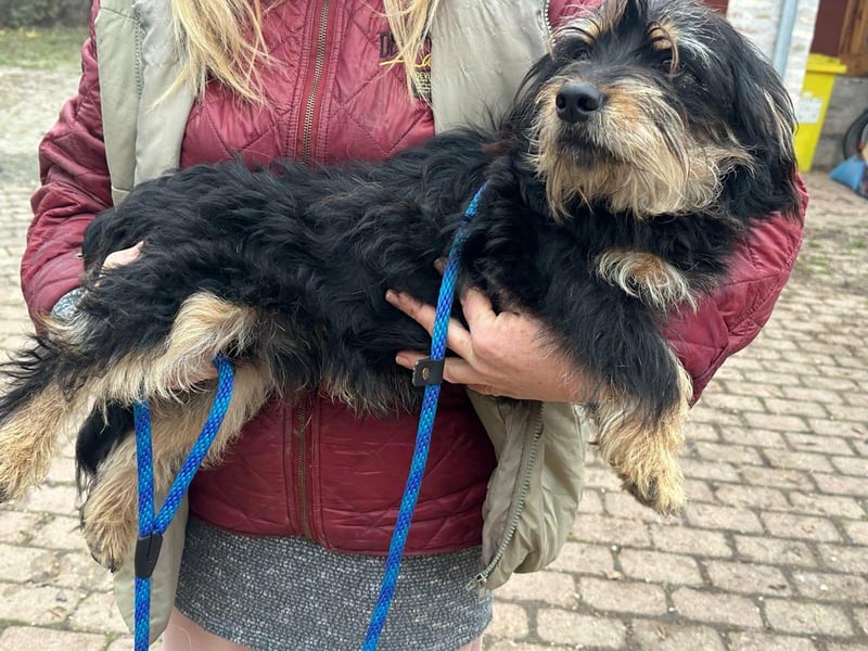 Hunter, geboren 12.06.2023, 30cm sucht seine Menschen