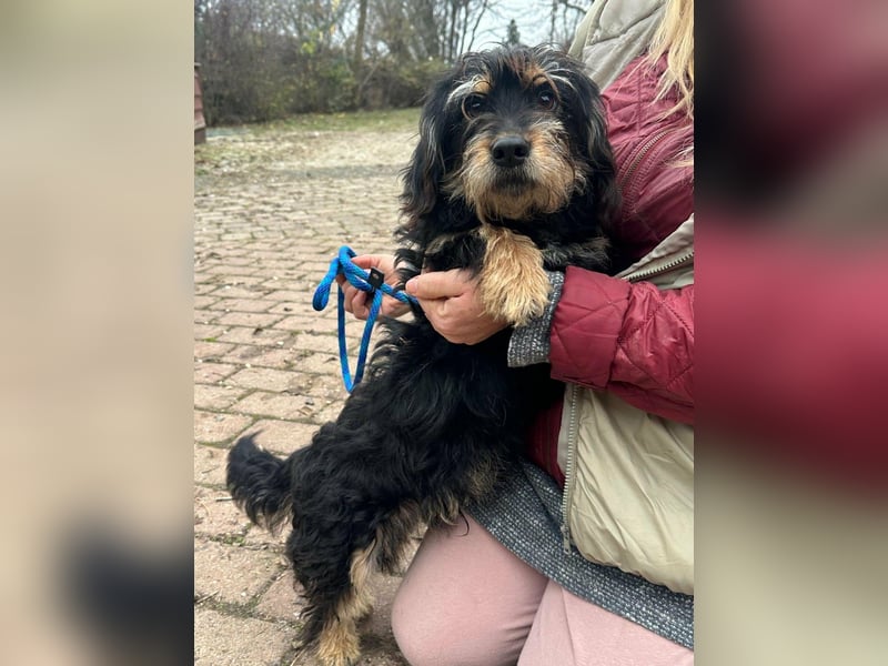 Hunter, geboren 12.06.2023, 30cm sucht seine Menschen