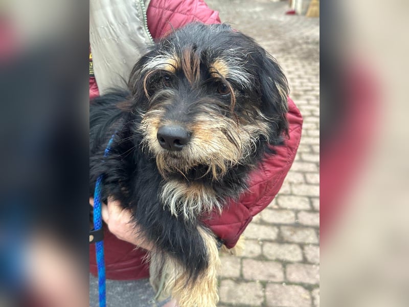 Hunter, geboren 12.06.2023, 30cm sucht seine Menschen