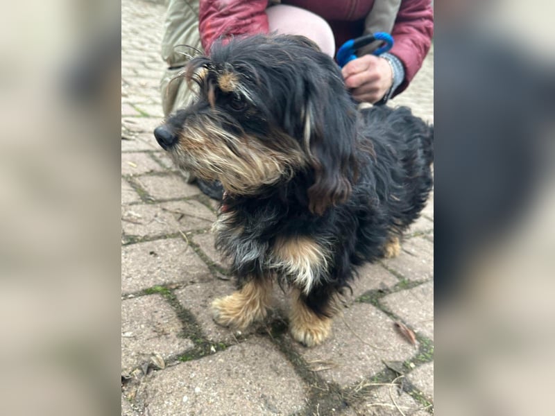 Hunter, geboren 12.06.2023, 30cm sucht seine Menschen