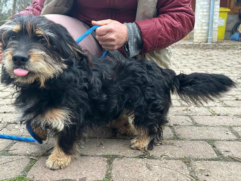 Hunter, geboren 12.06.2023, 30cm sucht seine Menschen