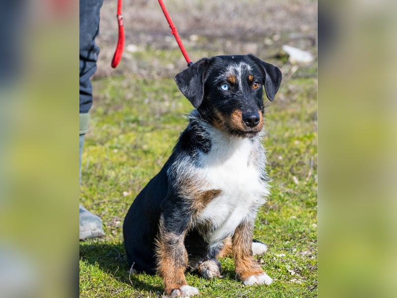 Jakob SI - verträglich, lieb