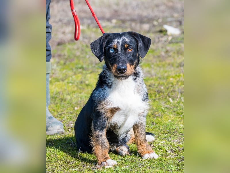 Jakob SI - verträglich, lieb